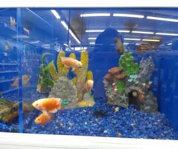 Pet Supermarket