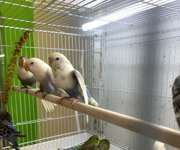 Zuri Palomas Pet Shop