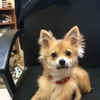 Easton Animal Clinic ico
