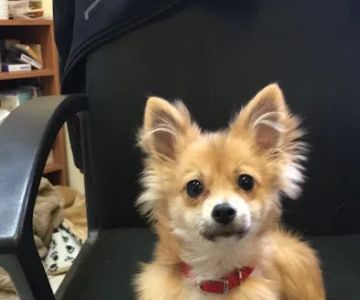 Easton Animal Clinic