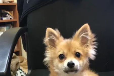 Easton Animal Clinic