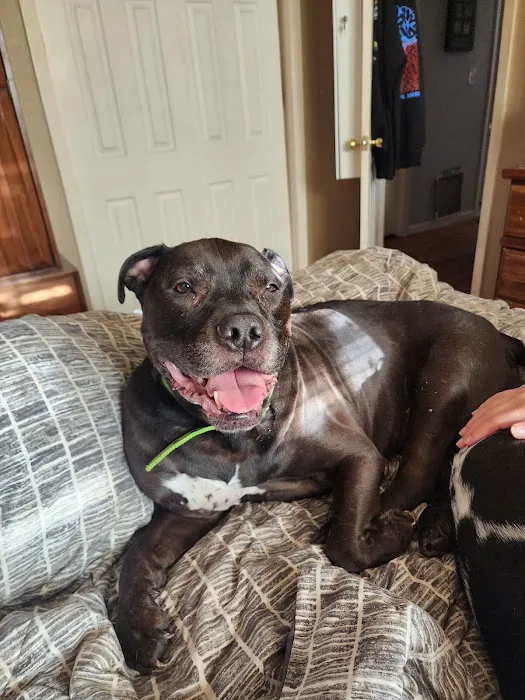 Route 516 Animal Hospital 12