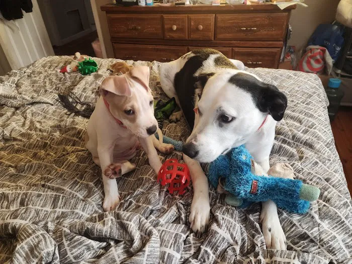 Route 516 Animal Hospital 12