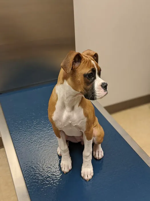 Route 516 Animal Hospital 12