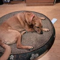 Route 516 Animal Hospital ico