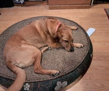 Route 516 Animal Hospital