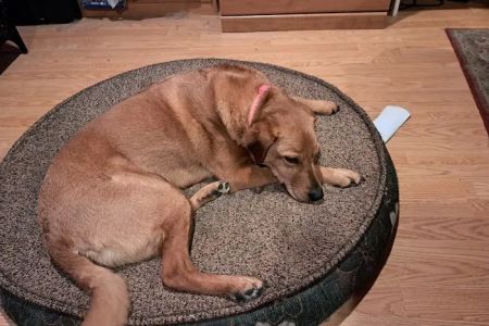Route 516 Animal Hospital