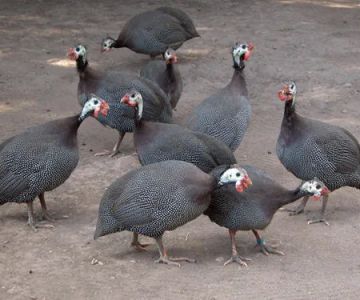 El Gallo Rojo Pet Shop