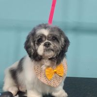 Old Bridge Veterinary Clinic ico