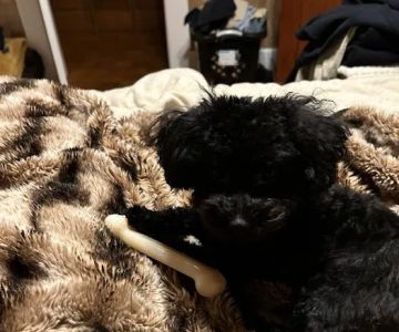The Sweet Life of a Toy Poodle