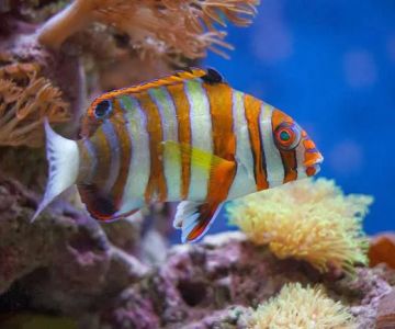Creative Aquatics LLC