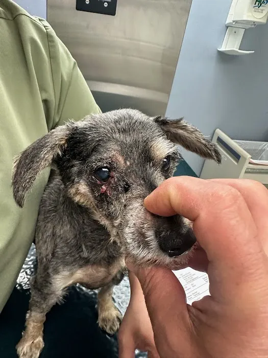 All Pets Vet Hospital 12