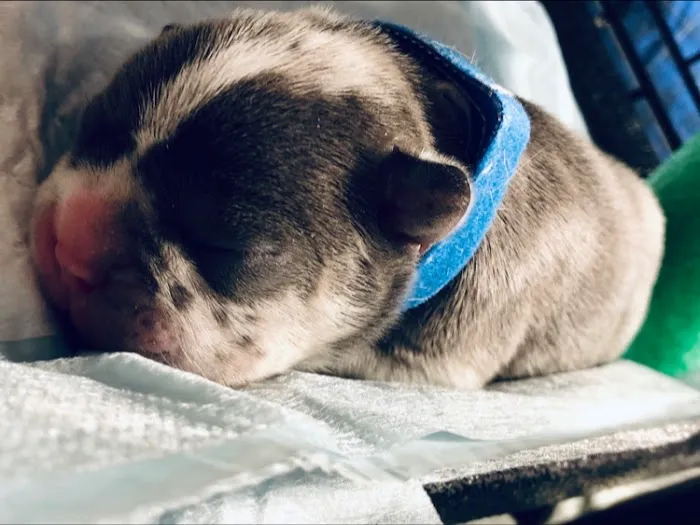 All Pets Vet Hospital 12