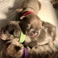 All Pets Vet Hospital ico