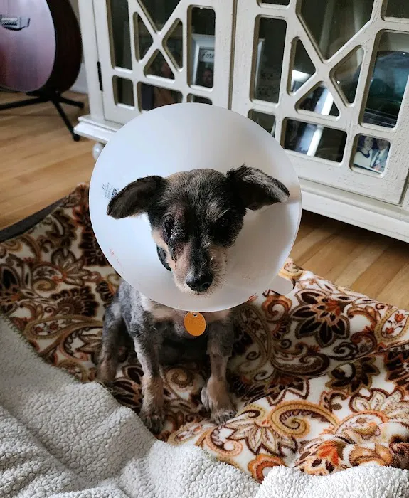 All Pets Vet Hospital 12