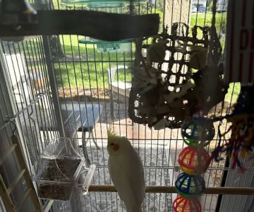 Brenda's Birds