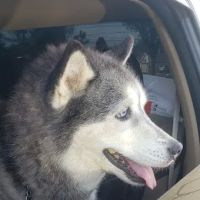 Banfield Pet Hospital ico
