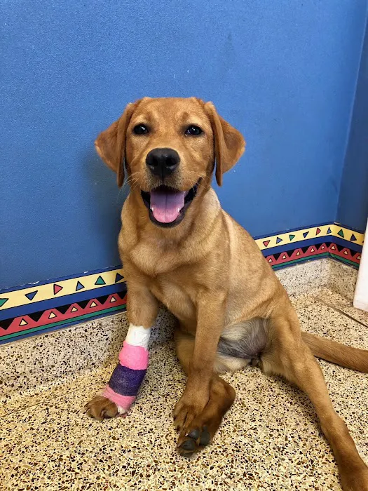 Readington Animal Hospital 12