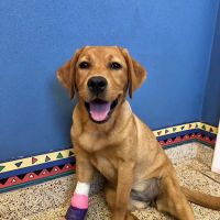 Readington Animal Hospital ico
