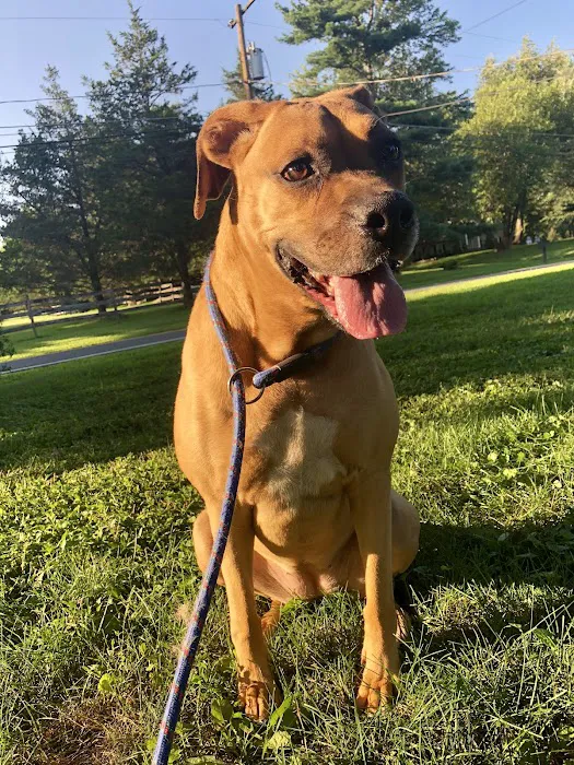 Readington Animal Hospital 12