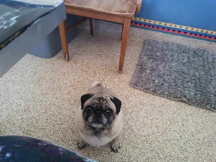 Readington Animal Hospital 12
