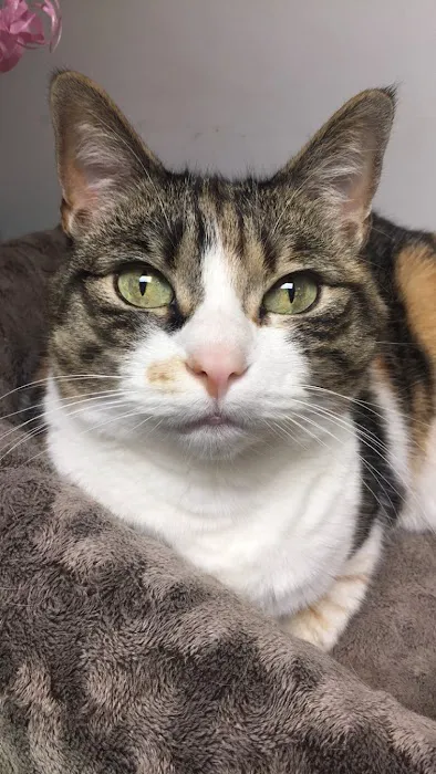 Readington Animal Hospital 12