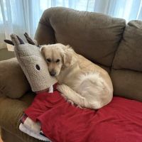 Cedar Lane Animal Clinic ico