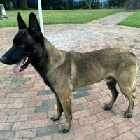 Happy Pets Veterinary Hospital, INC ico