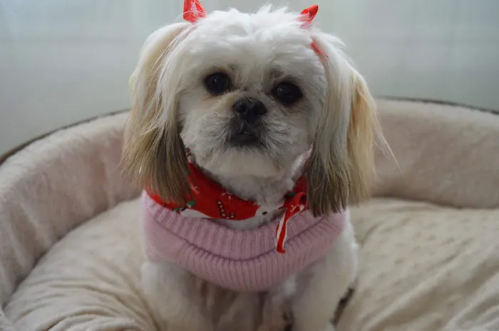 Happy Pets Veterinary Hospital, INC 10