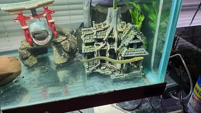 Pet Supermarket 12