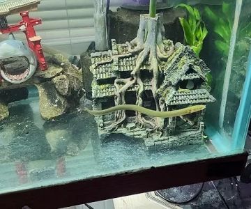 Pet Supermarket