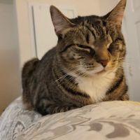 Bound Brook Veterinary Clinic ico