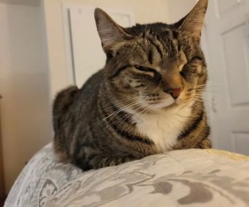 Bound Brook Veterinary Clinic