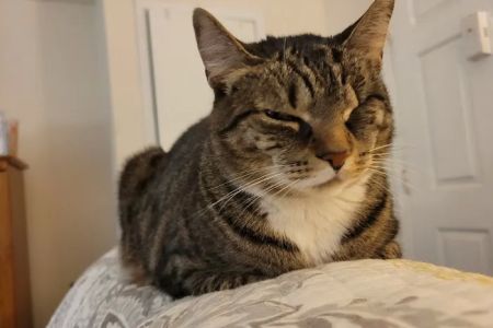 Bound Brook Veterinary Clinic