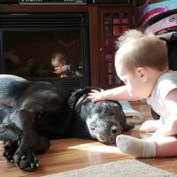 Perkiomen Animal Hospital ico