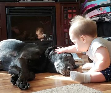 Perkiomen Animal Hospital