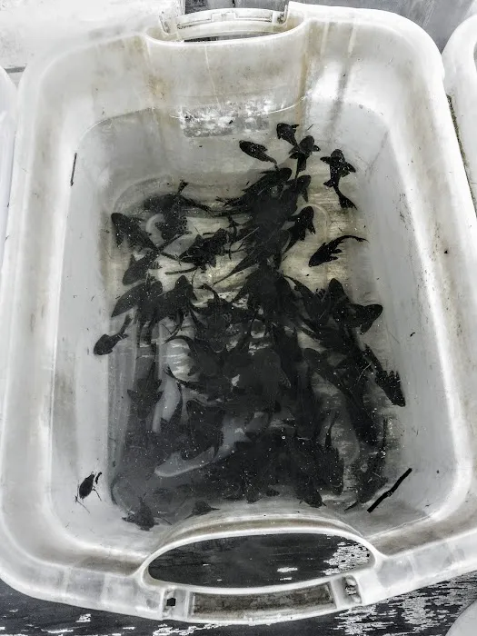 Griffin's Tropical Fish 12