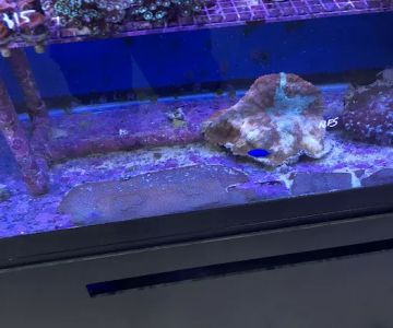 Creative Aquariums of Tampa