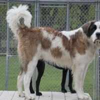Mill Pond Veterinary Clinic & Kennel ico