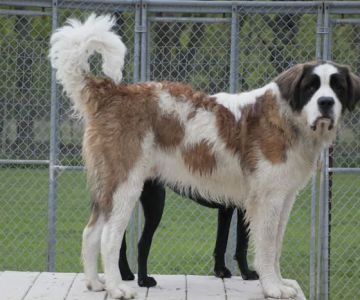 Mill Pond Veterinary Clinic & Kennel