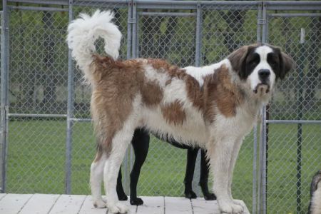 Mill Pond Veterinary Clinic & Kennel