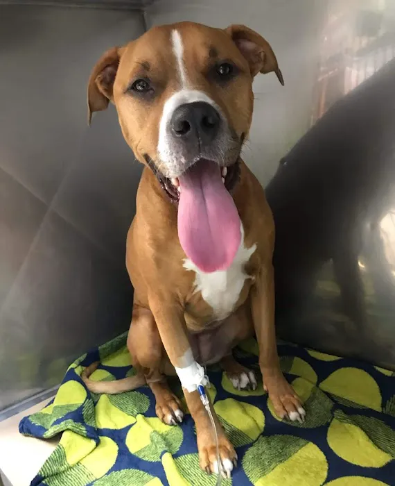 Quakertown Veterinary Clinic 12