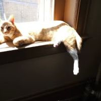 For Cats Only Veterinary Clinic ico