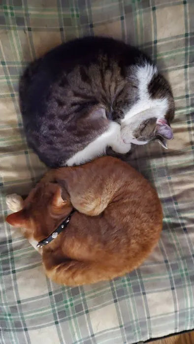 For Cats Only Veterinary Clinic 12