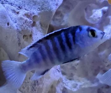 Tampa Bay Cichlids