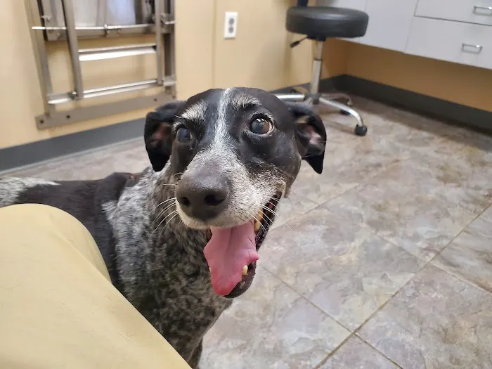 Pleasant Valley Animal Hospital 12