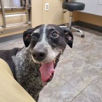 Pleasant Valley Animal Hospital ico