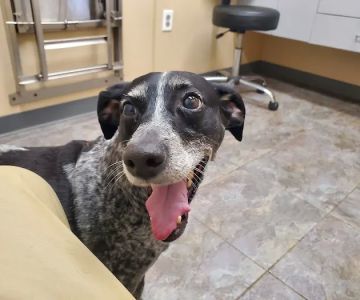 Pleasant Valley Animal Hospital