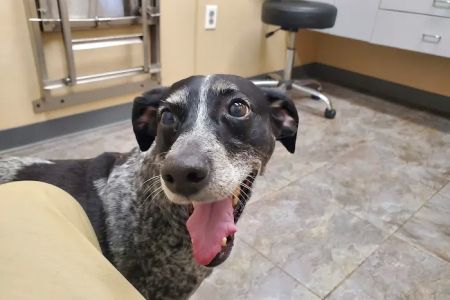 Pleasant Valley Animal Hospital
