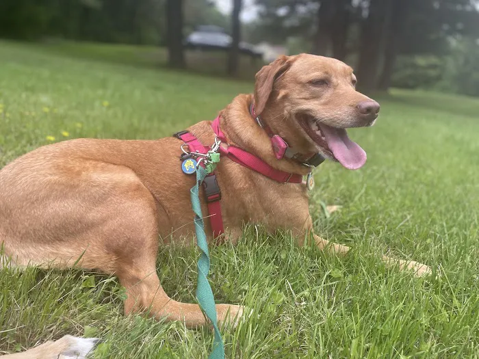 Pleasant Valley Animal Hospital 12